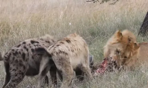 CLIP: Bất ngờ khoảnh khắc sư tử “hào phóng” chia sẻ mồi với bầy linh cẩu