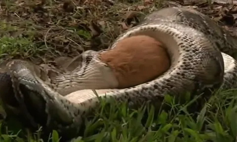 CLIP: Xem thường sức mạnh của trăn, thỏ bị hạ sát trong chớp mắt