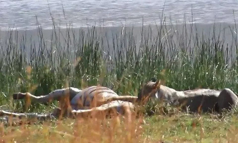 CLIP: Cuộc chiến sinh tồn nghẹt thở giữa sư tử và ngựa vằn mang thai