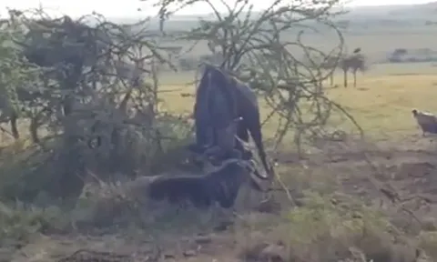 CLIP: Linh dương đầu bò tử nạn sau trận chiến sinh tử, linh cẩu ung dung hưởng lợi