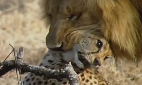 CLIP: Cuộc đụng độ đẫm máu, báo săn chết thảm dưới móng vuốt hai sư tử đực