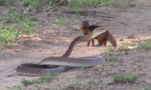 CLIP: Cầy mangut liều lĩnh tấn công rắn mamba khổng lồ