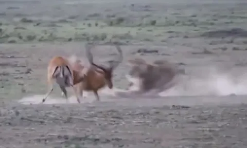 CLIP: Linh dương bỏ mạng đáng tiếc vì mải ác chiến với đồng loại