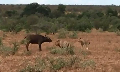 CLIP: Đàn trâu rừng phản công dữ dội khiến sư tử 'vắt chân lên cổ' bỏ chạy