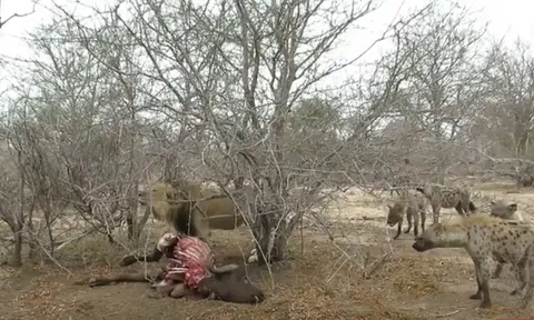CLIP: Sư tử đơn độc đối đầu 20 con linh cẩu vì miếng ăn và cái kết