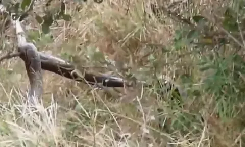 CLIP: Trăn khổng lồ bị lửng mật ong "át vía" trong cuộc đối đầu kịch tính