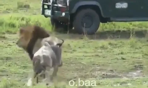 CLIP: Linh dương đầu bò liều lĩnh tấn công sư tử và cái kết đầy bi kịch