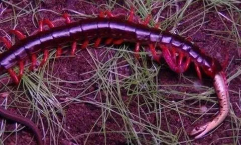 CLIP: Rết khổng lồ hạ gục rắn chỉ trong tích tắc