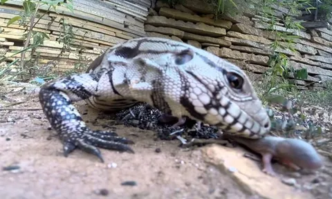 CLIP: Cảnh tượng rùng rợn, kỳ đà "nuốt chửng" cả bầy chuột con trong tích tắc