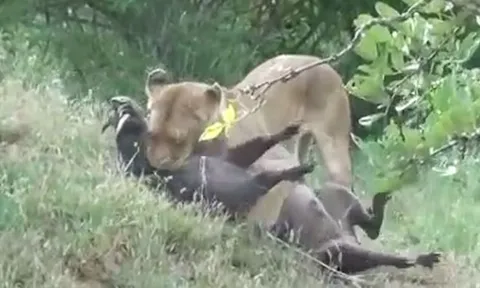CLIP: Cuộc tử chiến nghẹt thở giữa heo rừng và hai sư tử, cái kết đầy bi thảm