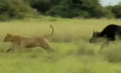 CLIP: Trâu rừng mẹ liều mạng đối đầu sư tử để cứu con non