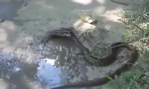 CLIP: Cuộc tử chiến hy hữu, cá cắn chặt đầu khiến rắn chết ngạt