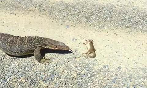CLIP: Cảnh tượng “khiếp vía” giữa thiên nhiên hoang dã, kỳ đà khổng lồ nuốt gọn cầy mangut