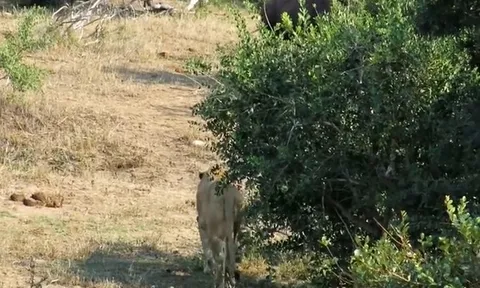 CLIP: Cuộc chiến sinh tồn đẫm máu, trâu rừng gục ngã dưới nanh vuốt sư tử