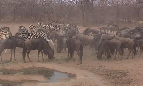 CLIP: Cú đá trời giáng, ngựa vằn hạ gục linh dương đầu bò chỉ trong tích tắc