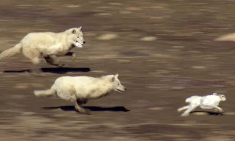 CLIP: Màn “đánh võng” ngoạn mục của thỏ trắng khiến hai con sói trắng tay