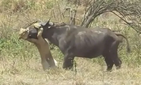 CLIP: Trâu rừng liều lĩnh đối đầu sư tử cái và kết cục bi thảm