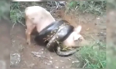 CLIP: Trăn khổng lồ bị bắn hạ khi săn trộm lợn của nông dân