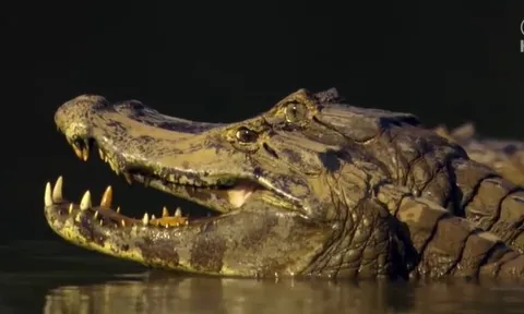 CLIP: Báo đốm liều lĩnh lao xuống sông, hạ gục cá sấu trong tích tắc