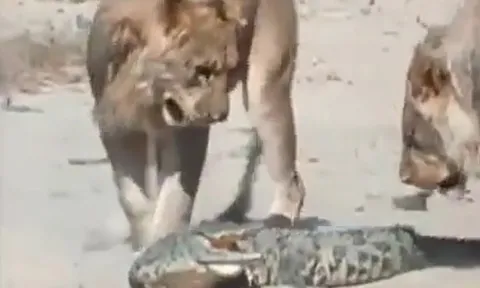 CLIP: Cuộc đối đầu sinh tử giữa cá sấu non và hai con sư tử