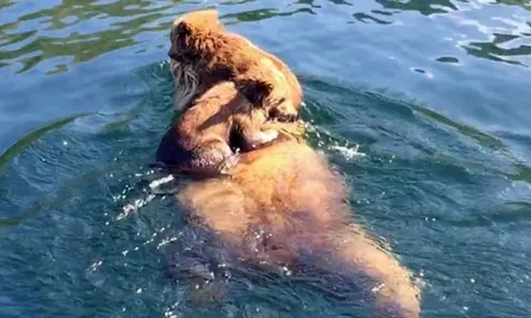 CLIP: Khoảnh khắc hiếm có, gấu mẹ cõng con vượt hồ tìm mồi