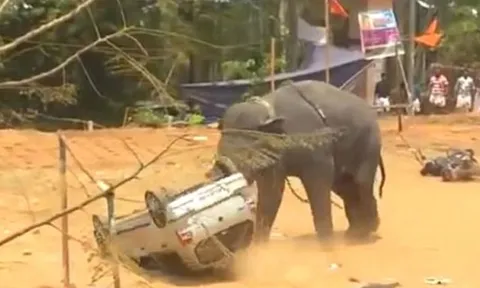 CLIP: Voi "nổi điên" húc lật ôtô, phá hủy hàng loạt tài sản