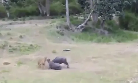 CLIP: Mãn nhãn với những pha săn mồi đầy uy lực của “chúa sơn lâm”