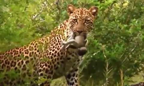 CLIP: Khỉ con thiệt mạng thương tâm dưới móng vuốt báo hoa mai