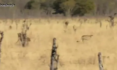 CLIP: Khỉ đầu chó bất ngờ truy đuổi báo săn, màn "lật kèo" hiếm thấy trong tự nhiên