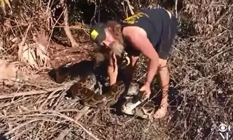 CLIP: Rợn người cảnh người đàn ông tay không tóm gọn trăn khổng lồ nặng 70kg