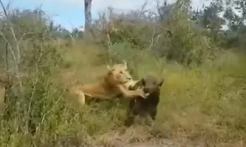 CLIP: Trâu rừng con bị bỏ rơi, rơi vào nanh vuốt sư tử giữa đồng cỏ hoang dã