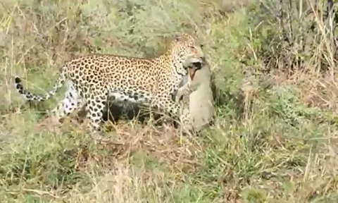 CLIP: Mèo hoang chết thảm khi bị báo hoa mai chọn làm mục tiêu