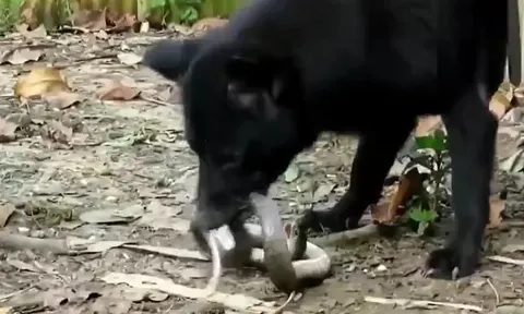 CLIP: Đi lạc vào địa bàn của chó nhà, rắn hổ mang chúa bị cắn xé không thương tiếc