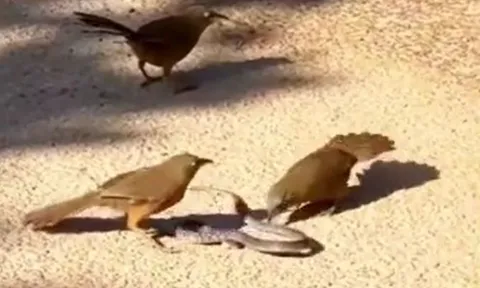 CLIP: Cuộc đối đầu kịch tính giữa 3 con chim và 1 con rắn gây 'bão' mạng