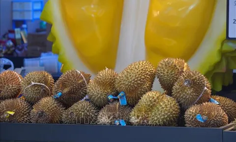 Sầu riêng Việt Nam ngày càng được ưa chuộng tại Trung Quốc
