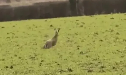 CLIP: Thỏ rừng “bẻ lái” thần sầu, đạp lên đầu đại bàng để thoát thân ngoạn mục