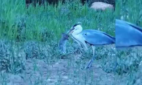 CLIP: Kinh ngạc khoảnh khắc diệc xám khổng lồ hạ gục thỏ rừng chỉ bằng một cú mổ