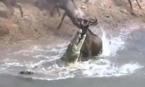 CLIP: Màn thoát chết ngoạn mục, linh dương đầu bò bị cá sấu ngoạm trúng mặt vẫn vùng lên chạy thoát