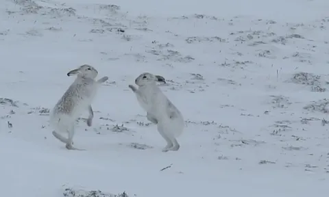 CLIP: Kịch tính màn “tuyển chồng” kiểu boxing của thỏ rừng cái