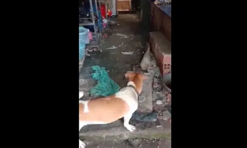 CLIP: Chuột cống "hổ báo" khiến chó, mèo nhà chịu thua ê chề