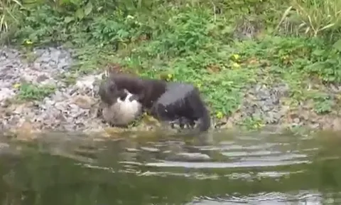 CLIP: Rái cá tấn công chuột cống bên bờ sông, cái kết đầy bi thảm