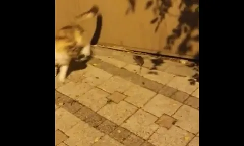 CLIP: Chuột nhắt phản đòn quyết liệt khiến mèo phải tháo lui