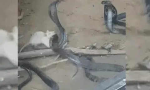 CLIP: Chuột bạch liều mạng tấn công rắn hổ mang, kết cục gây sửng sốt