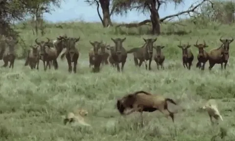 CLIP: Linh dương đầu bò đơn độc khiến ba con báo săn phải "muối mặt" rút lui