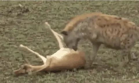CLIP: Linh dương giả chết, thoát khỏi nanh vuốt báo săn và linh cẩu