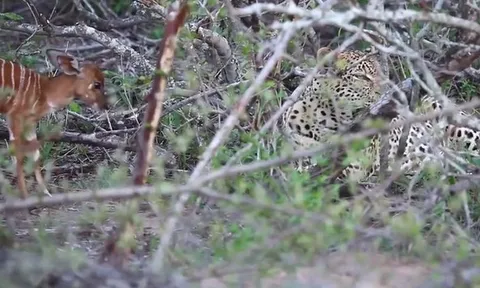 CLIP: Bị linh dương con tấn công dữ dội, báo đốm lại có phản ứng đầy bất ngờ