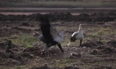 CLIP: Cặp chim thư ký hợp sức hạ gục thỏ rừng bằng cú đạp sấm sét