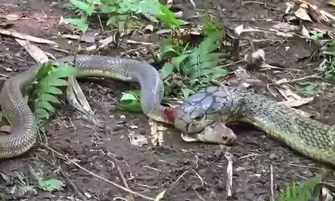 CLIP: Đụng độ rắn hổ mang chúa, hổ mang Java nhận kết cục bi thảm