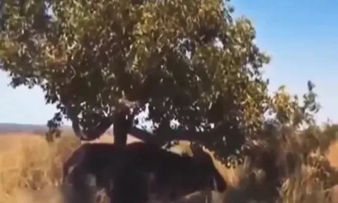 CLIP: Bị trâu rừng đuổi cùng giết tận, báo hoa mai vội vã leo lên cây lánh nạn