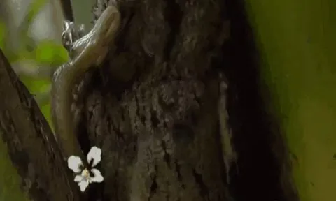 CLIP: Cú mèo mẹ liều mình chống rắn độc để bảo vệ con